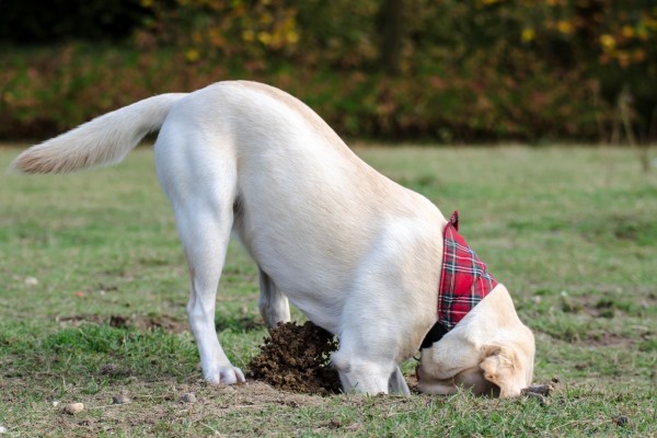 Dog Digging in Garden - How to Stop Pets Ruining Your Lawn